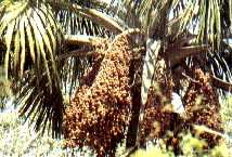 Vegetation-Bodensch�tze